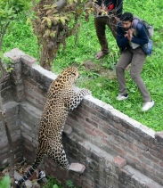 Útok leoparda #13 (foto + video)