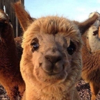 Alpaca