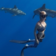 Dancing With Sharks