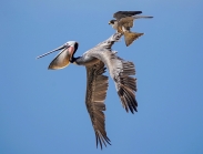 Sokol vs. pelikán