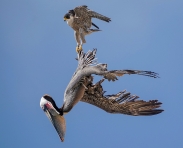 Sokol vs. pelikán
