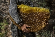 Sběrači medu