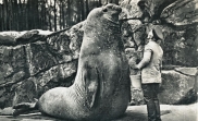 Chlouba berlínské zoo (1931)