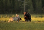 Přátelství mezi vlkem a medvědem