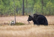 Přátelství mezi vlkem a medvědem