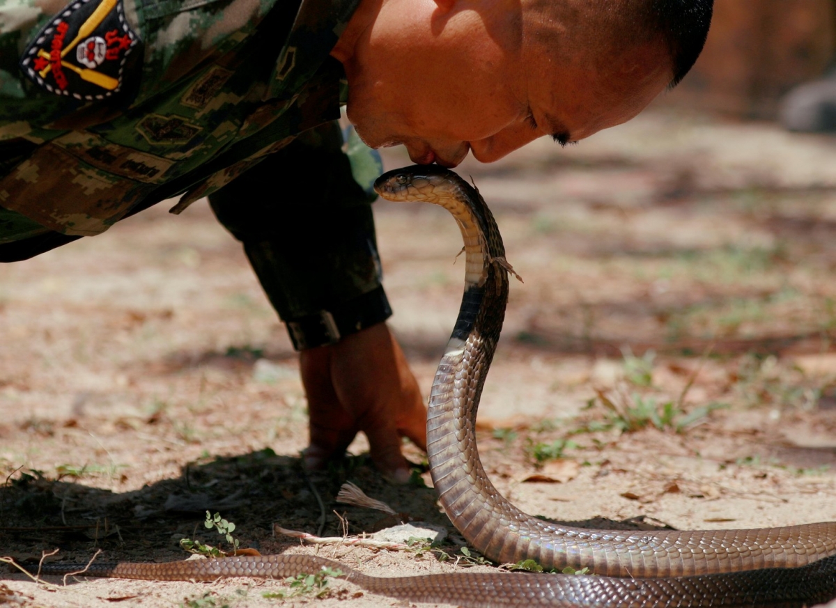 Змея пьет воду. Вьетнамская Кобра. Бешеная Кобра. Кобра и Скорпион.