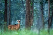 Animals by Varun Aditya