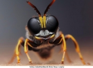 Luminar Bug Photographer of the Year 2020
