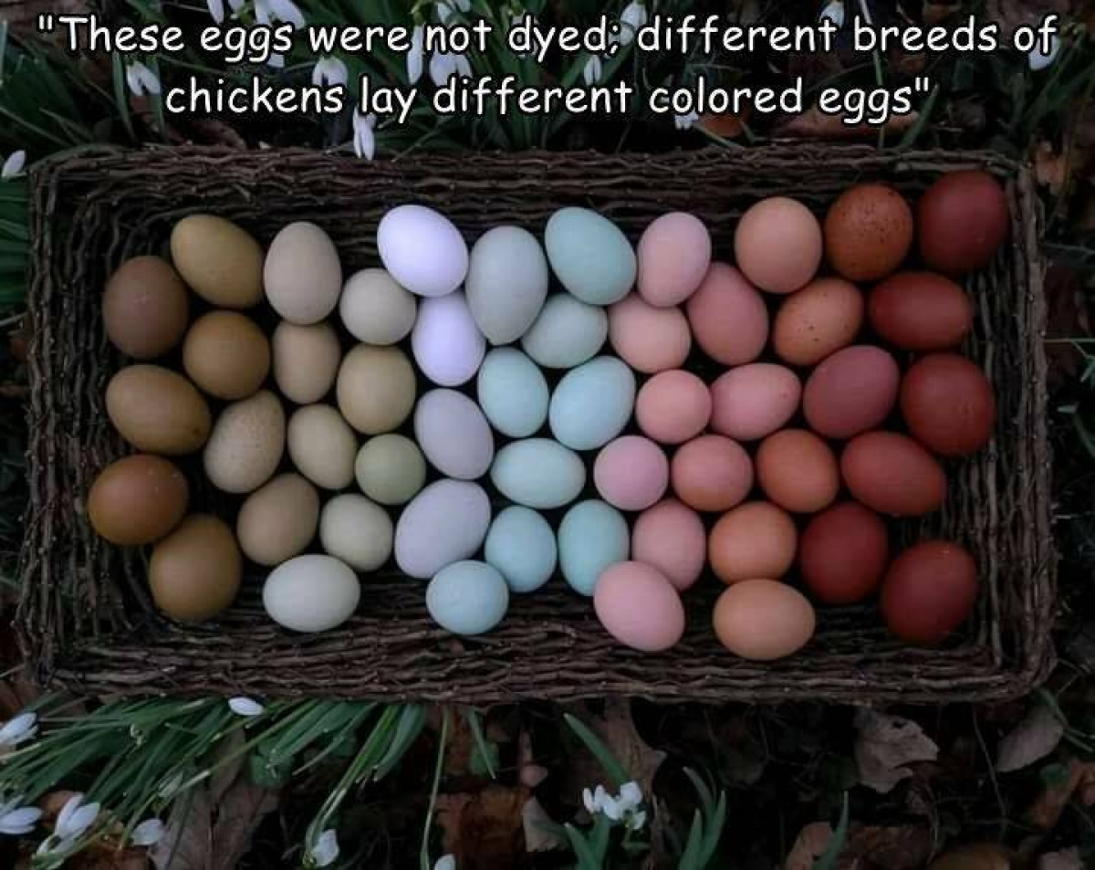 Кура несет мелкие яйца. Виды яиц куриных. Цвет голубиного яйца в интерьере. Тропическая курица несущая пасхальные яйца. Куриные яйца на дереве.
