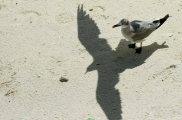 Fotomix #194